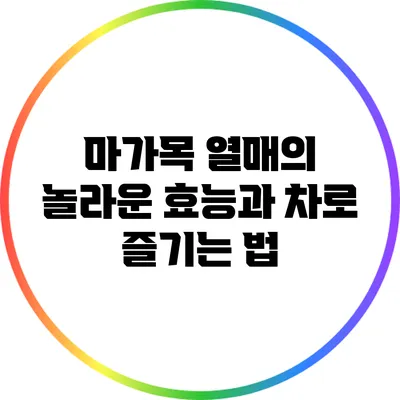 마가목 열매의 놀라운 효능과 차로 즐기는 법