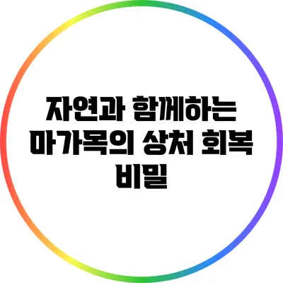 자연과 함께하는 마가목의 상처 회복 비밀